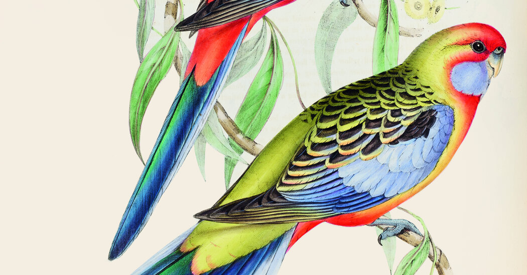 Critique de livre : « Oiseaux d'Amérique », de John James Audubon ;  «Les oiseaux du monde», d'Elizabeth Gould