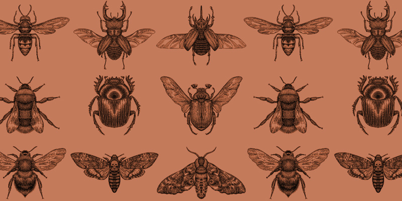 Il s'avère qu'il y a beaucoup d'insectes nommés d'après les écrivains.