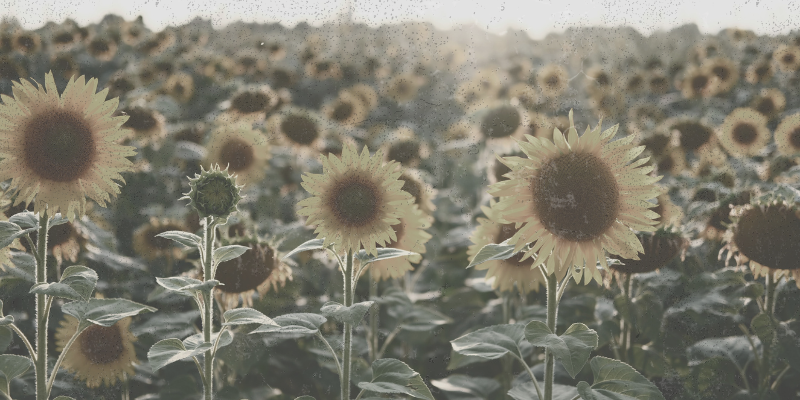 «La littérature est une force pour la paix et la solidarité.» En écrivant un roman de la guerre en Ukraine