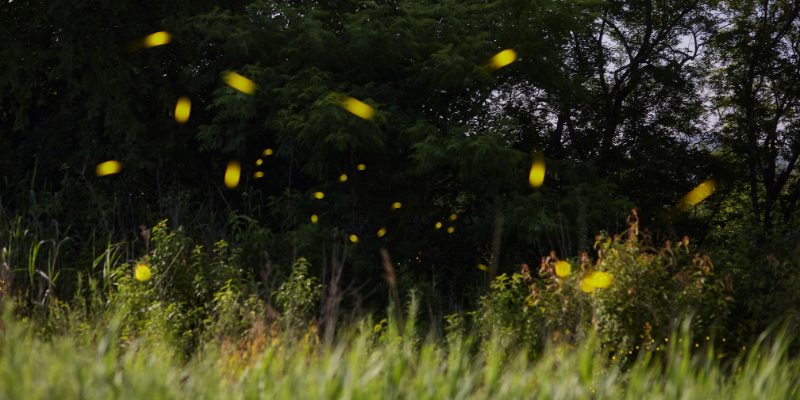 Une nouvelle traduction de Grave of the Fireflies commémore 80 ans depuis la fin de la Seconde Guerre mondiale