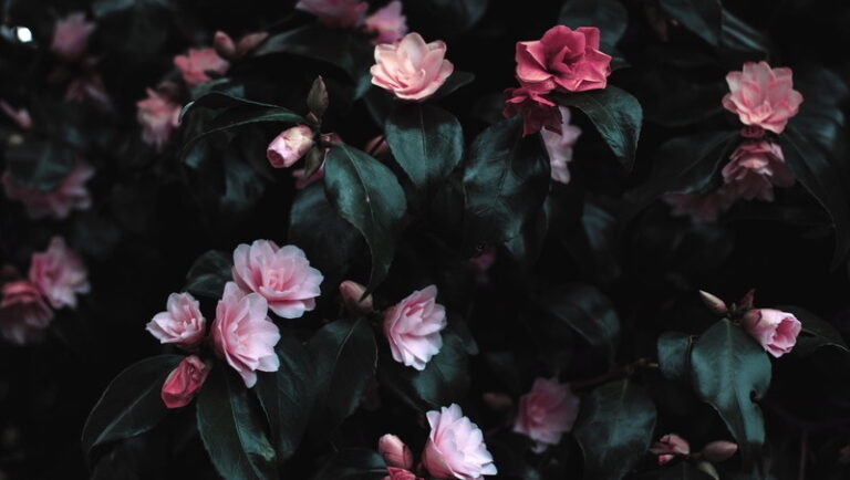 Au-delà de la clôture : sur l’importance de naturaliser le deuil
