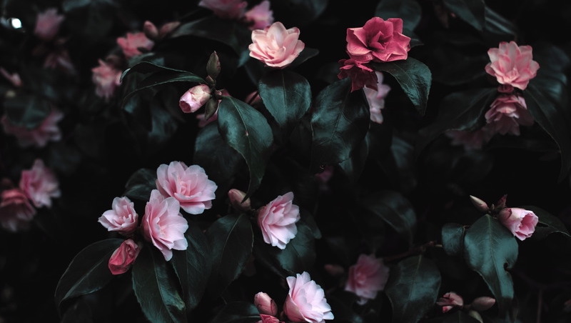 Au-delà de la clôture : sur l’importance de naturaliser le deuil