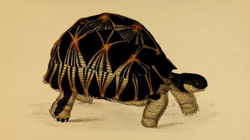 La tortue dans l'arbre : un conte populaire yoruba