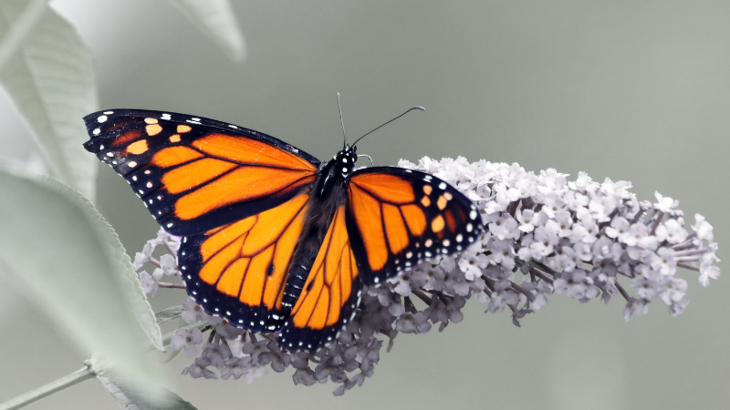 Terry Tempest Williams sur le sort du papillon monarque