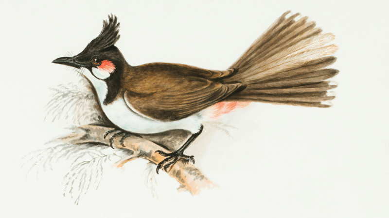 Six livres essentiels sur les oiseaux