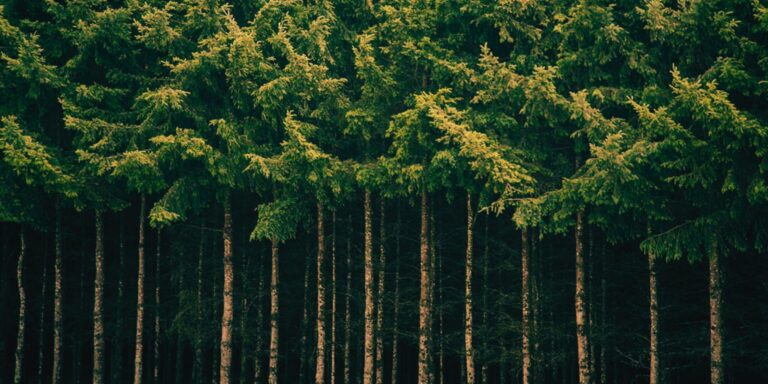 Un grand poème à lire aujourd'hui : "Floating Trees" de CD Wright
