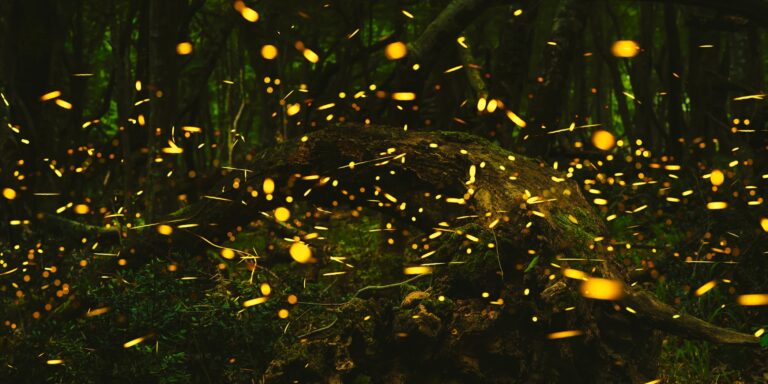 Lisez « Firefly Ars Poetica », un poème d'Aimee Nezhukumatathil 
