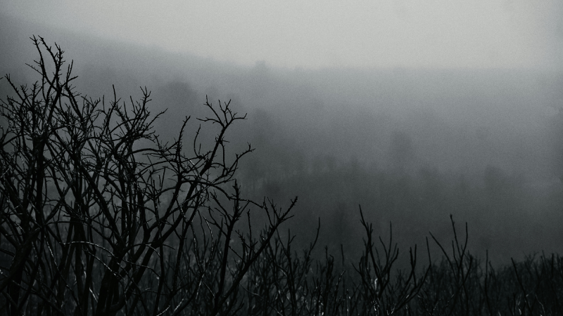 « Film d'horreur où nous survivons », un poème de Maya Salameh