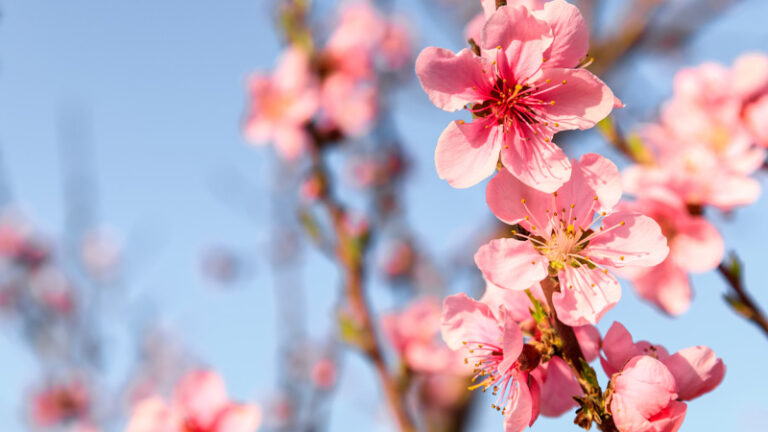 Un grand poème à lire aujourd'hui : "From Blossoms" de Li-Young Lee
