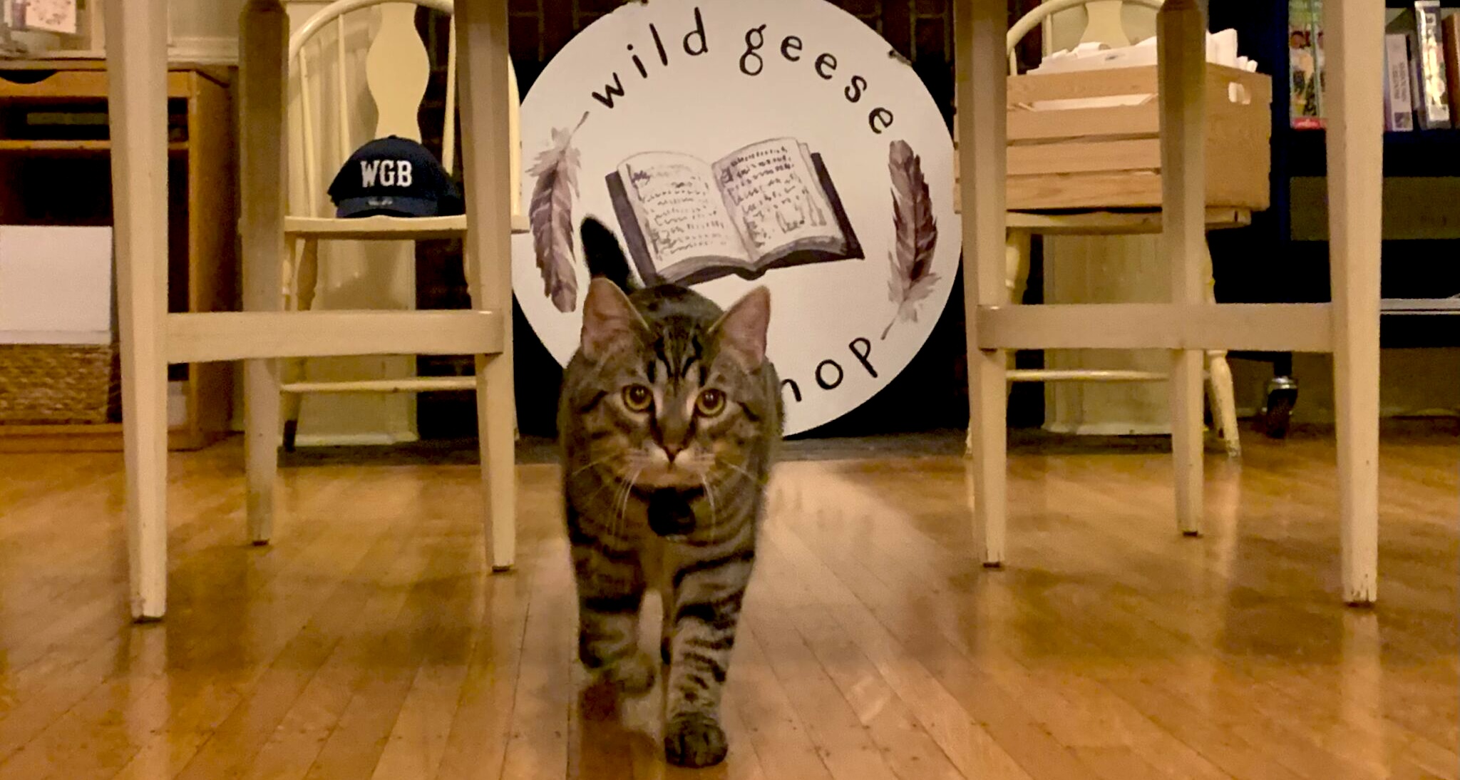 Rencontrez ces délicieux chats de librairie (et un chien !)