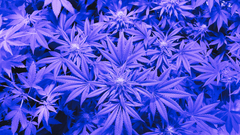 Le parfum de la rébellion : comment le cannabis est devenu la drogue de choix de la contre-culture