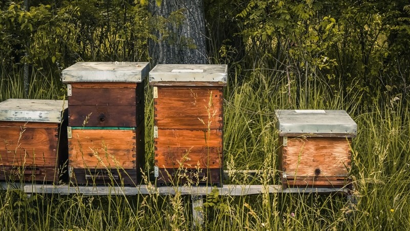 Comment les abeilles sont arrivées aux États-Unis et ont changé notre paysage