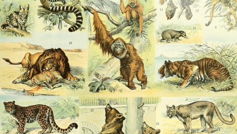 Le moment est-il enfin venu de créer des cartes multi-espèces ?
