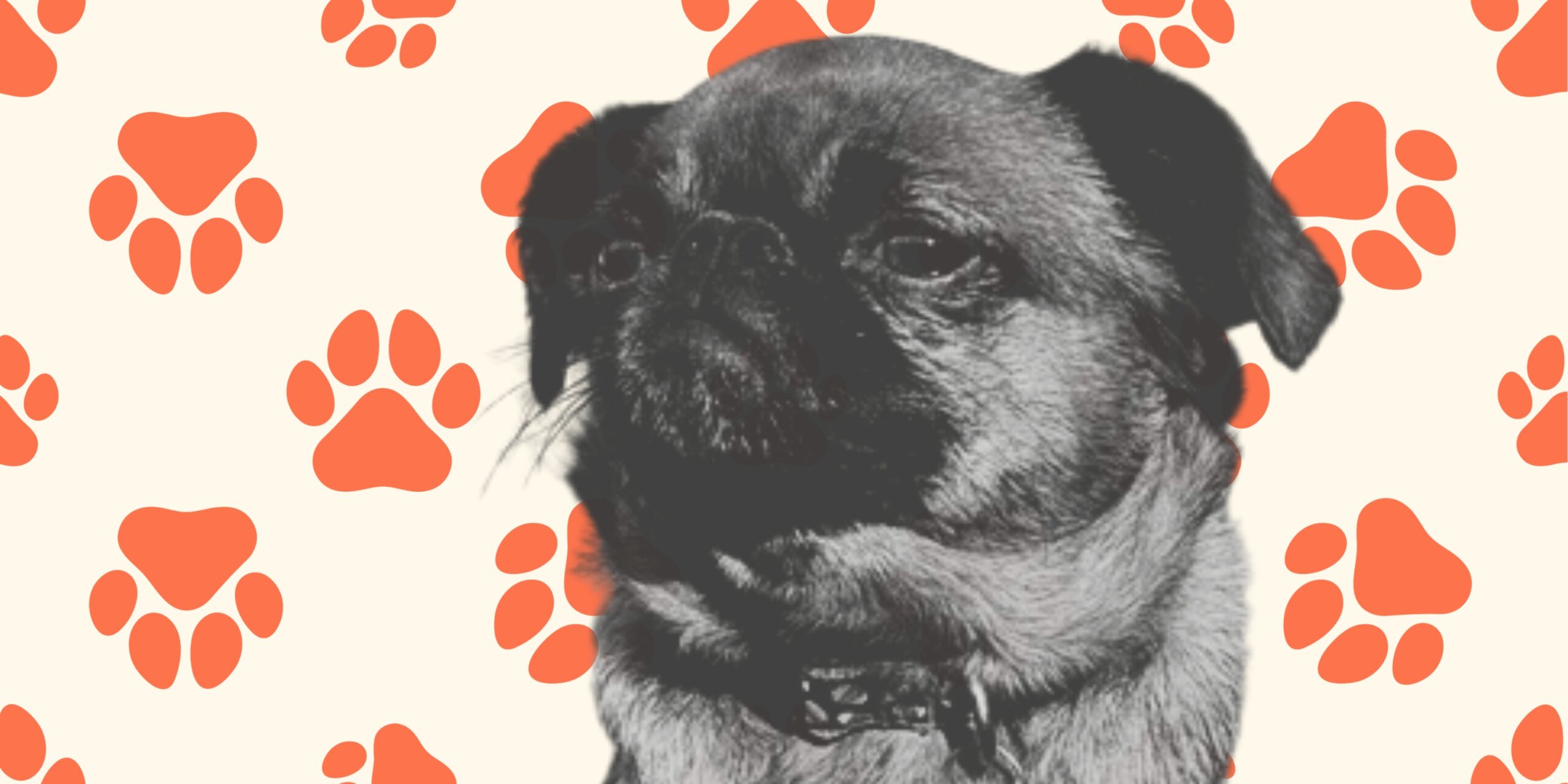 Je pensais que je n'avais rien à écrire. Puis j'ai eu un chien.