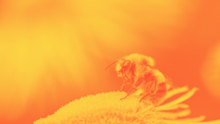 Ce que les écrivains anciens comprenaient des abeilles
