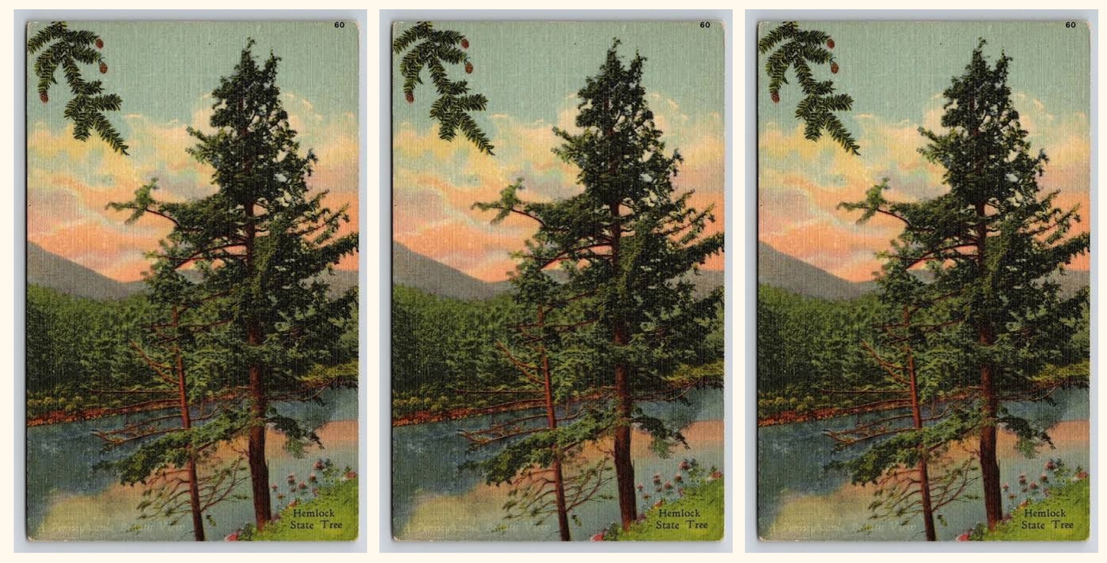 «Hemlock, 1956», un poème de Victoria Chang