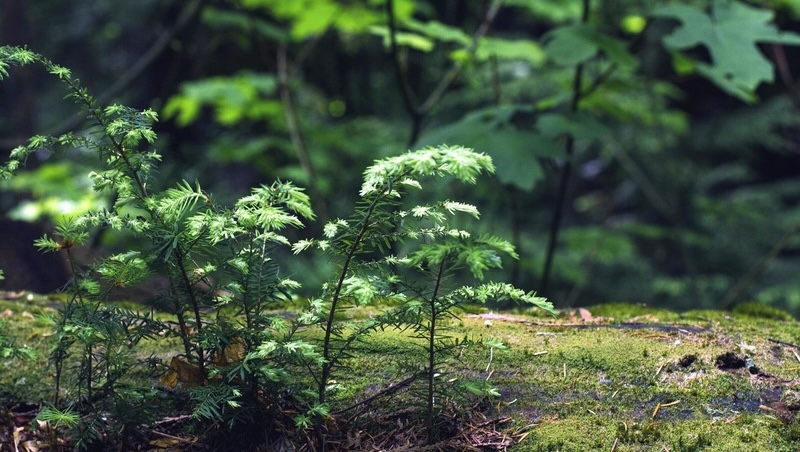 Les plantes peuvent-elles ressentir de la douleur ? Sur la sensibilité dynamique du monde végétal