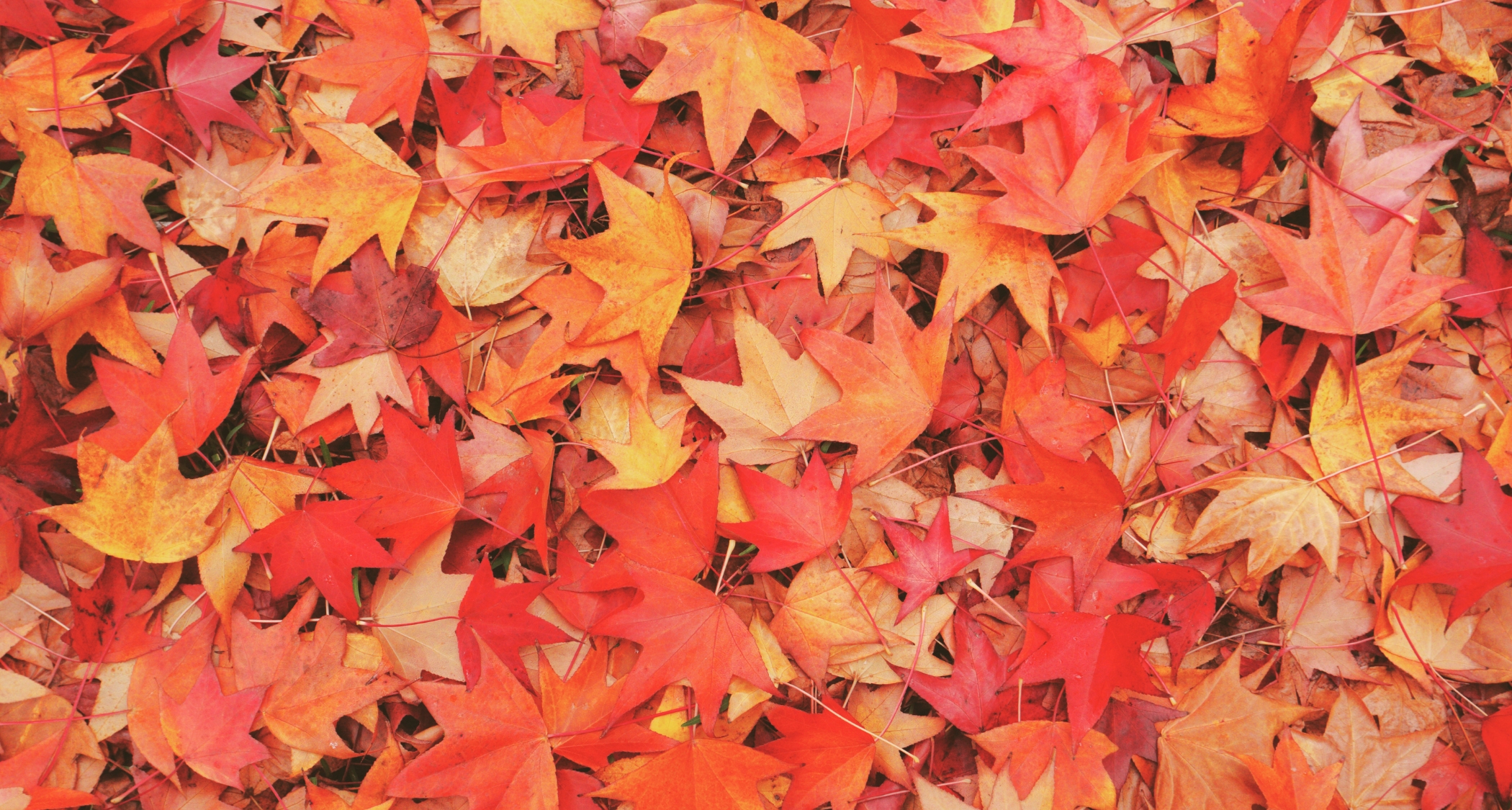 « Ode à un souffleur de feuilles », un poème de Jill Bialosky