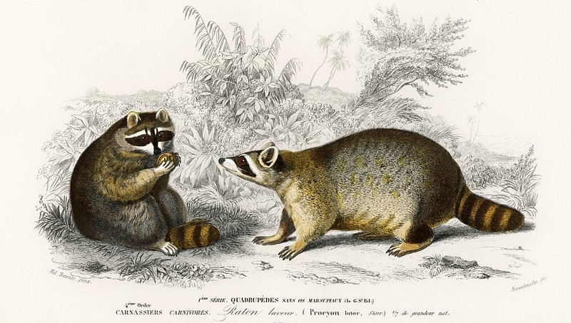 Ce que ma relation avec un raton laveur de sauvetage m'a appris sur moi-même